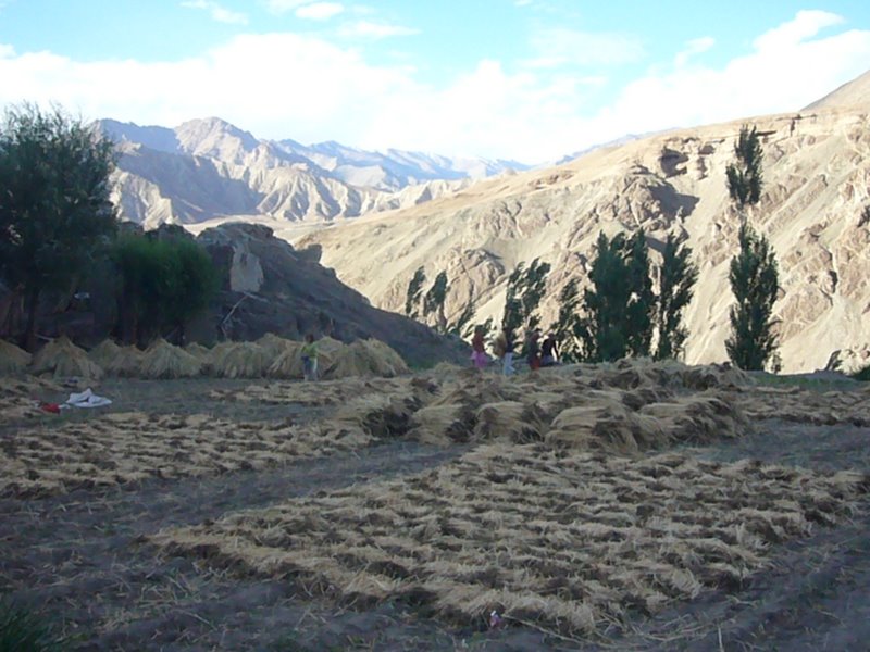 Travel - India - Ladakh - Trip to Alchi - Alchi